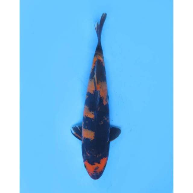 Hi Utsuri SQ , Male - 25cm