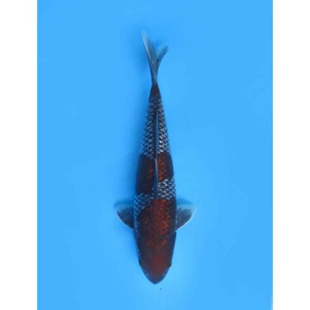 Premium Ochiba Ginrin , Male - 36cm