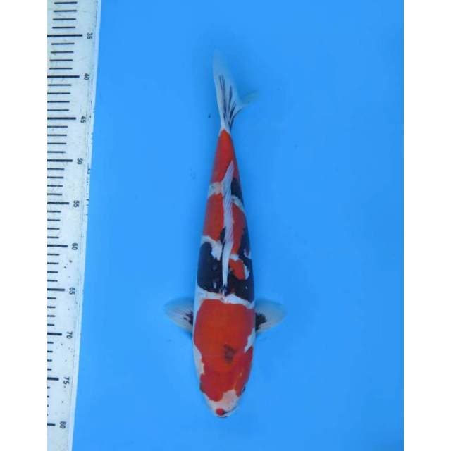 Showa Doitsu Murni Bahan Bagus , Male - 40cm