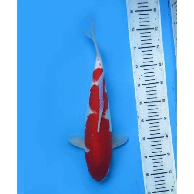 Kohaku Beni Tebal F1 , Male - 40cm