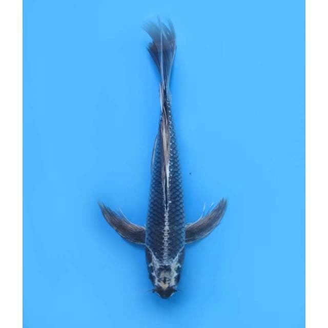 Raja Kumpay , Male - 45Cm