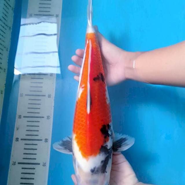 Bakat Jumbo Red Showa Tategoi 38 cm.