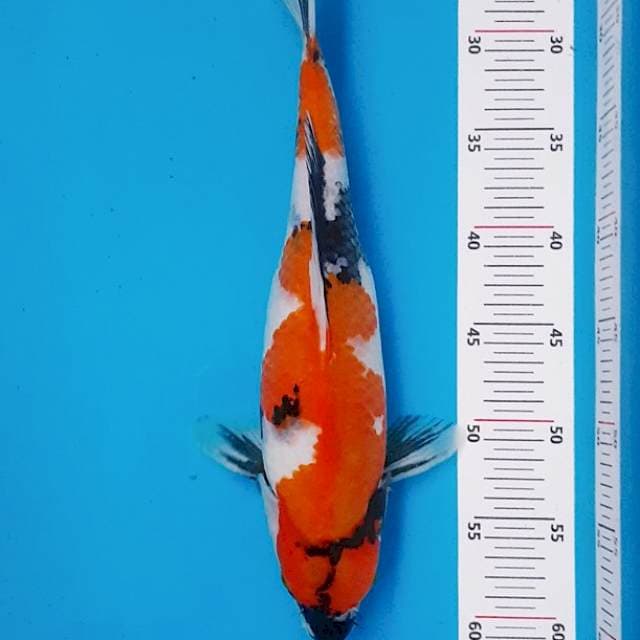Showa bakat Jumbo 37cm