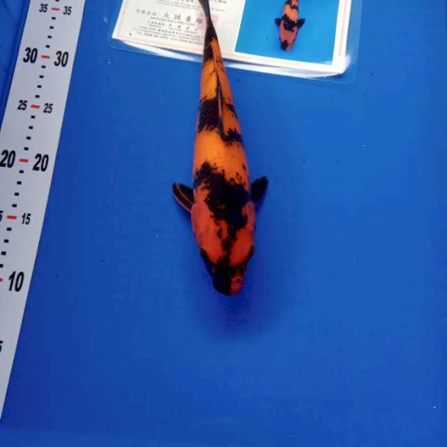 Hi utsuri 27cm import serti