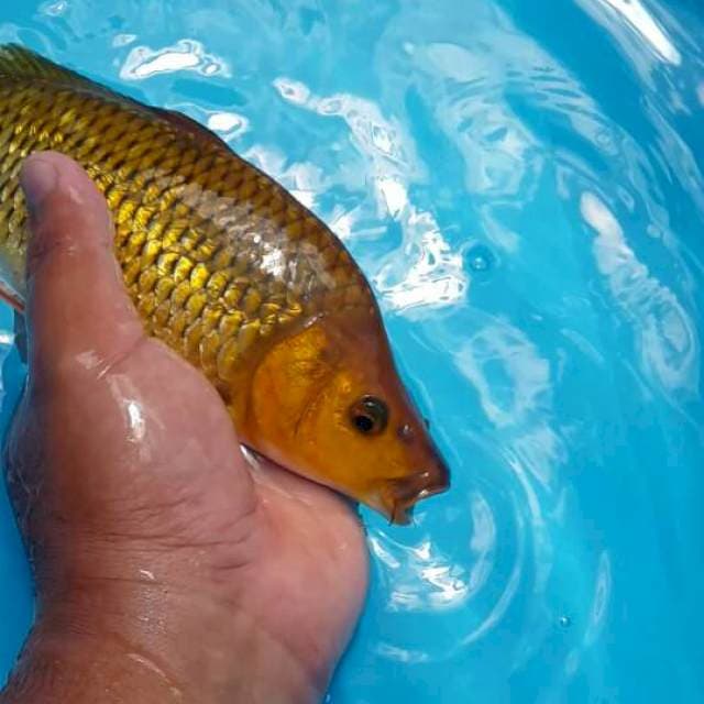 tembaga ginrin munuk 28 cm
