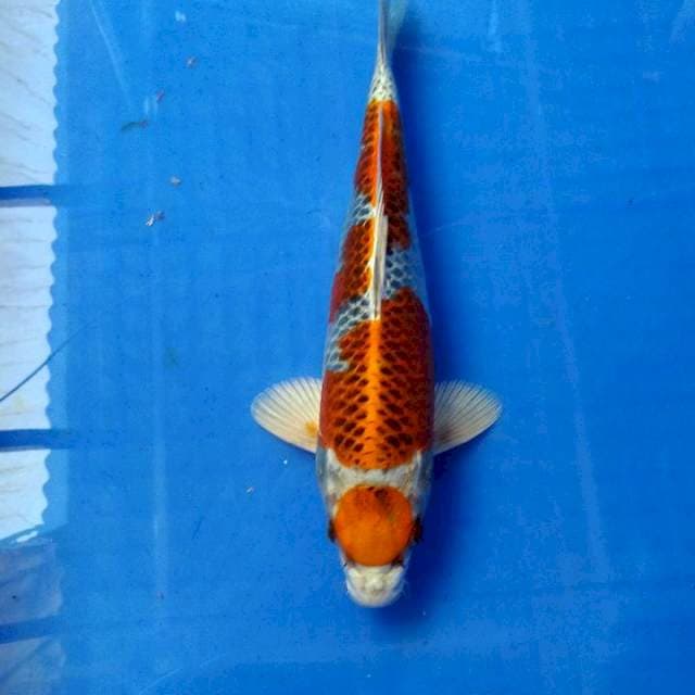 MARUTEN KUJAKU