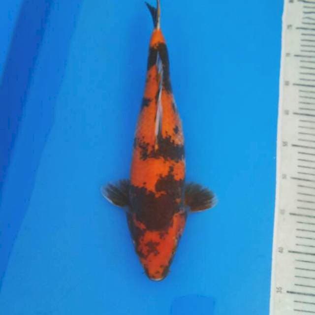 Hi Utsuri 41 cm