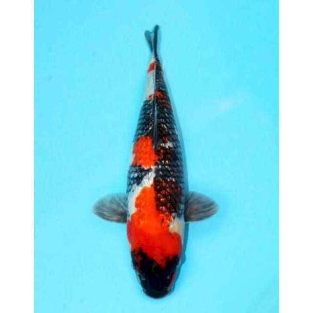 SHOWA GINRIN FULL JUMBO 44 CM