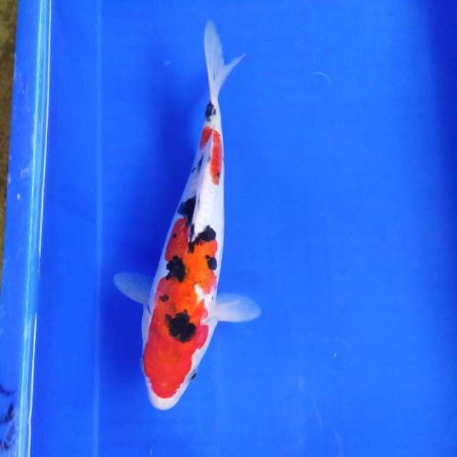 Sanke 30cm H W C (S of T)