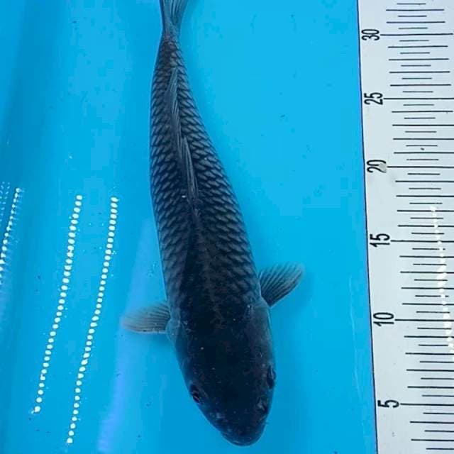 soragoi 32 cm