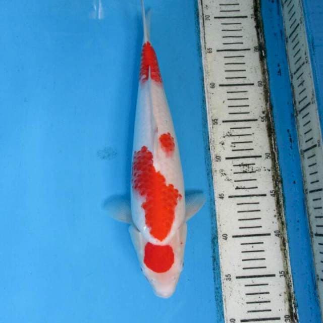 Subaki37cm