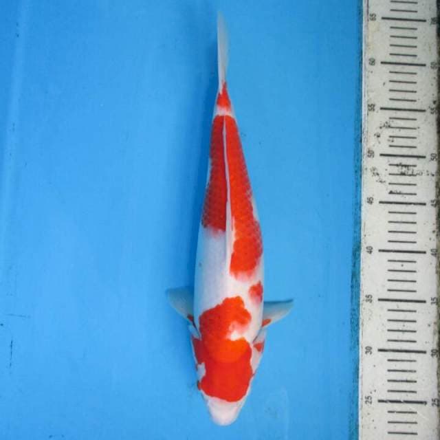 Subaki36cm