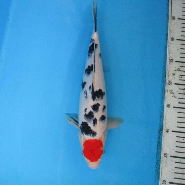 Subaki37cm