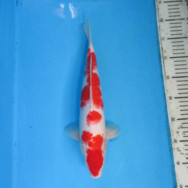 Subaki40bu
