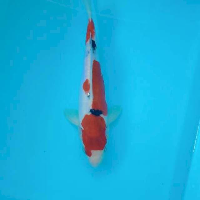 SANKE DOITSU 24 CM