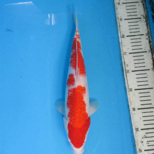 Subaki35cm