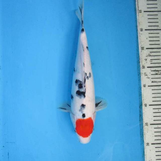 Subaki37cm
