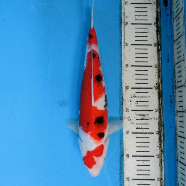 Subaki36cm