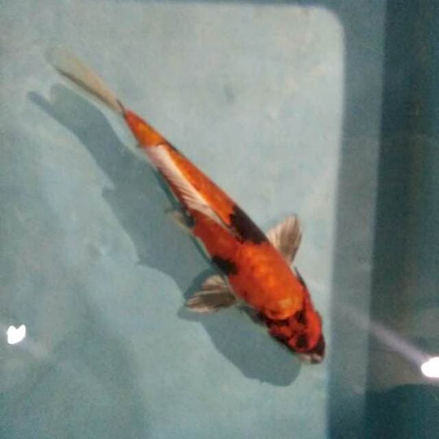 kin showa 25cm