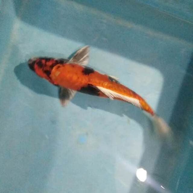 kin showa 25cm