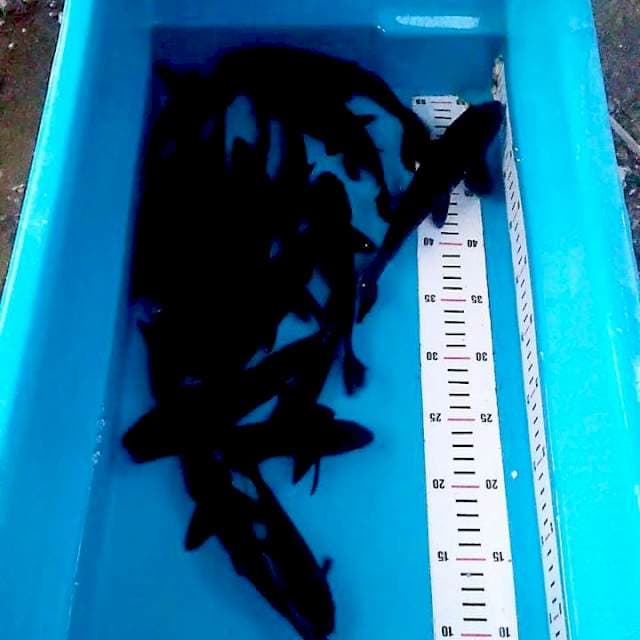 Paket Karasu 18 ekor