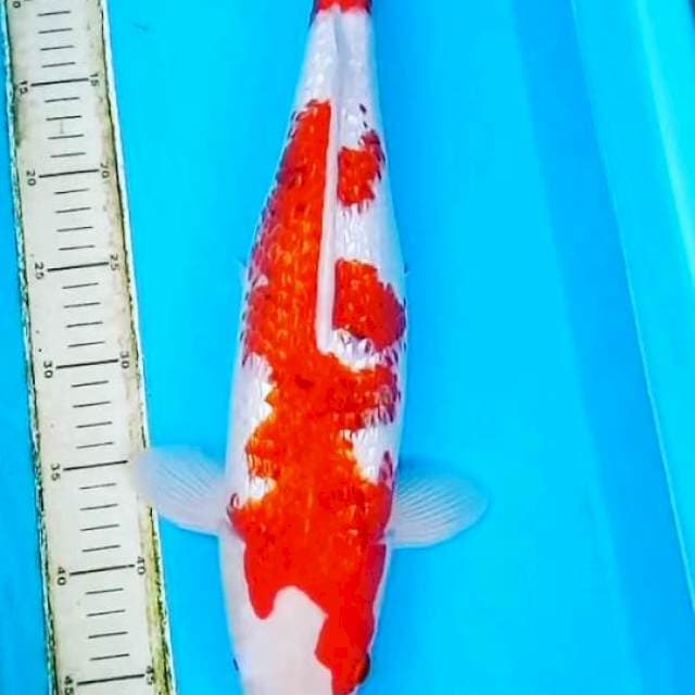 # ai goromo 48cm #