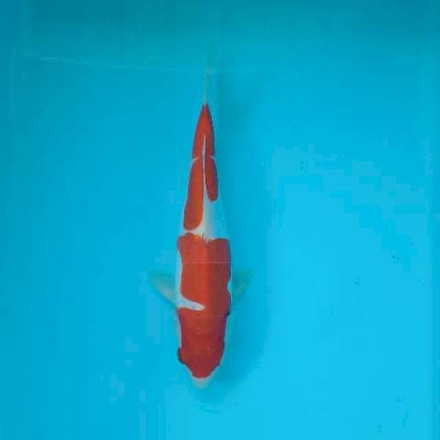 KOHAKU DOITSU 25 CM