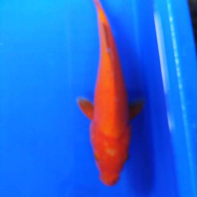 Aka 27cm H W C (S of T)