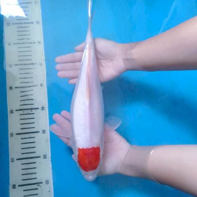 Red Strong Tancho Kohaku 33 cm.