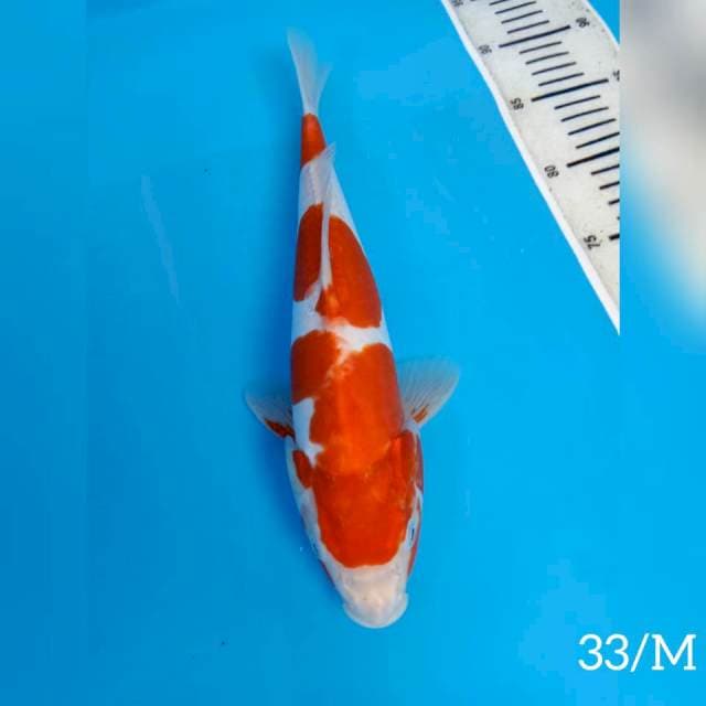 KOHAKU SISIK