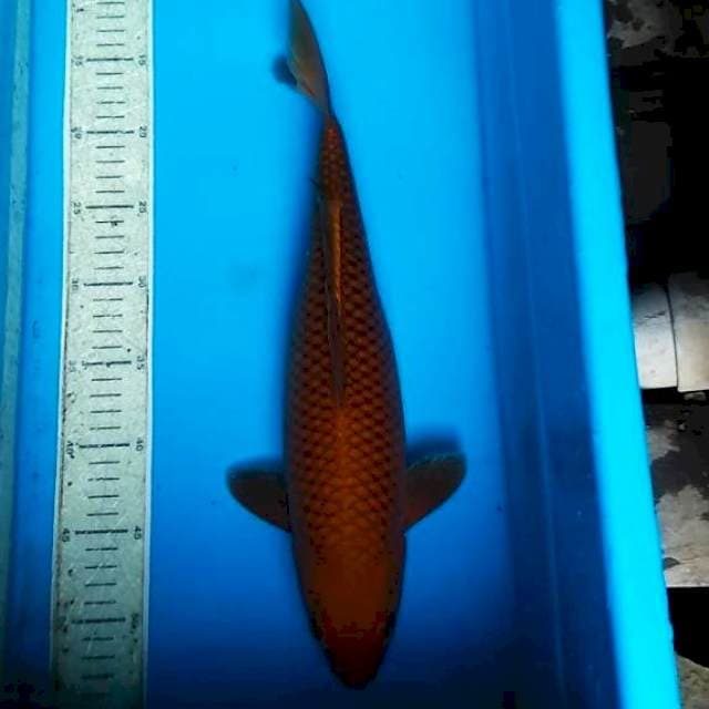 Cagoi Tembaga 39cm