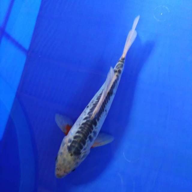 Sushui 26cm H W C (S of T)