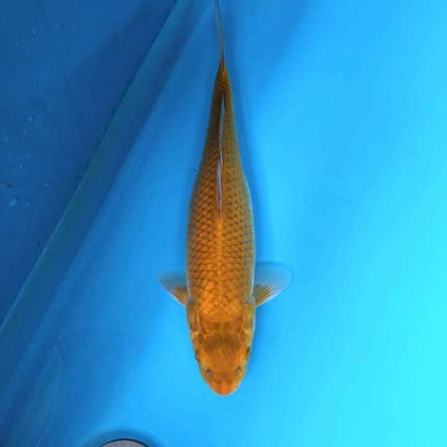 Midorigoi 35cm Female