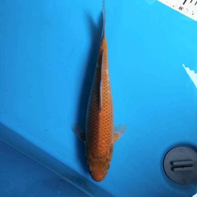 Chagoi 32cm Male