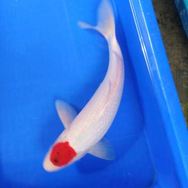H W C (S of T) tanco aigoromo 35cm