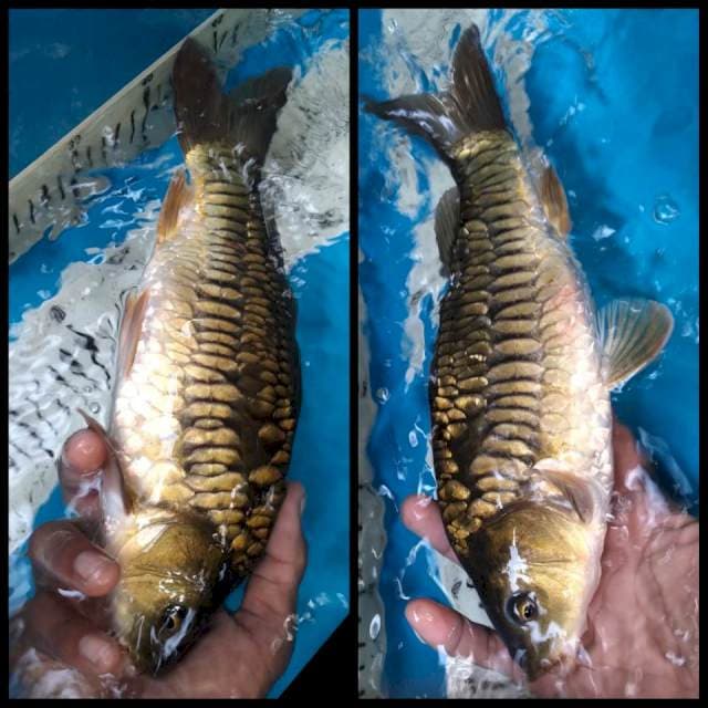 Chagoi aragoke 28cm Male