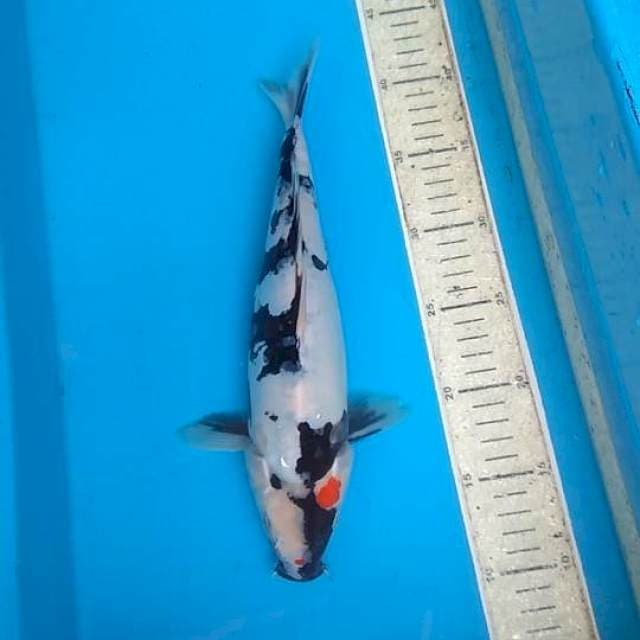 shiro doit bocor 30cm