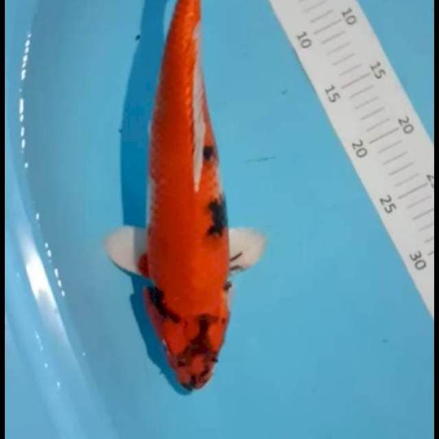 Kin showa 35cm