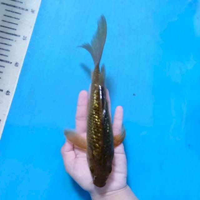 Ajaib Mata Berkedip Chagoi Kumpay hijau 24 cm