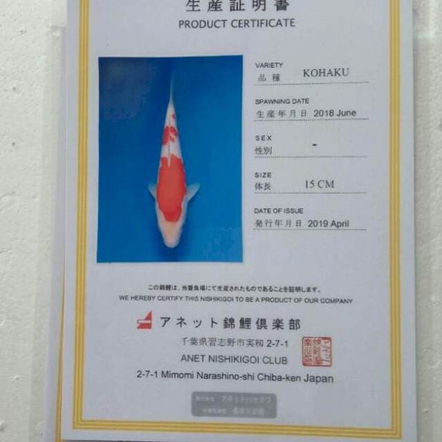 Kohaku serti annet