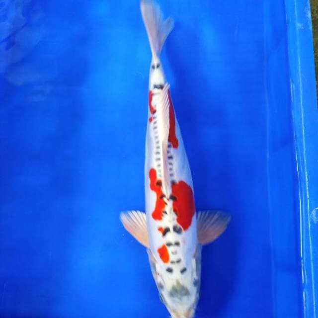 Kawarimono 44cm tough stud