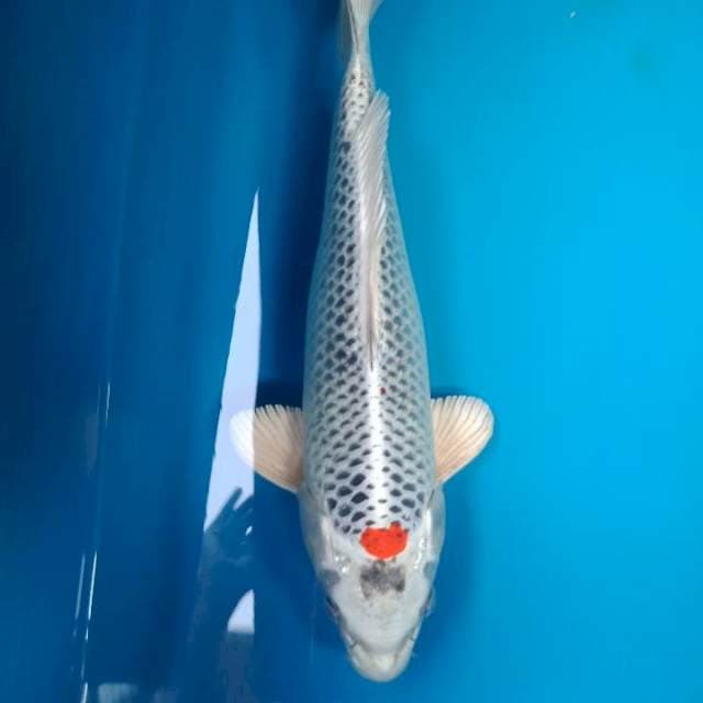Matsuba female 34cm