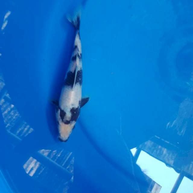 Shiro male 20 cm