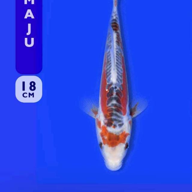 Shusi 18cm (Yamaju). Import dan Sertifikat