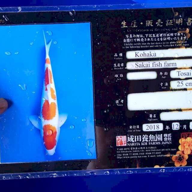 Kohaku jumbo import serti