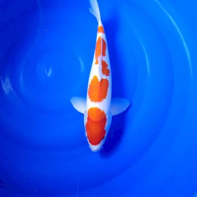 Kohaku jumbo import serti