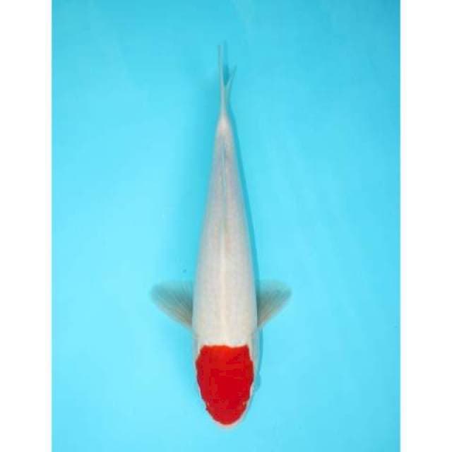 TANCHO 28 CM