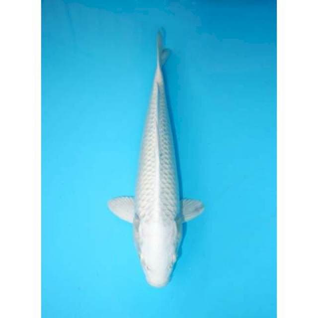 PLATINUM 33 CM