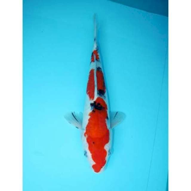 SANKE 32 CM