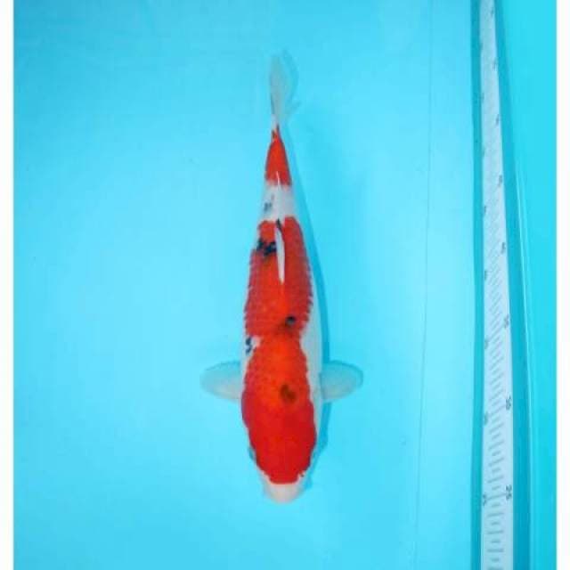 TATEGOI SANKE 30 CM